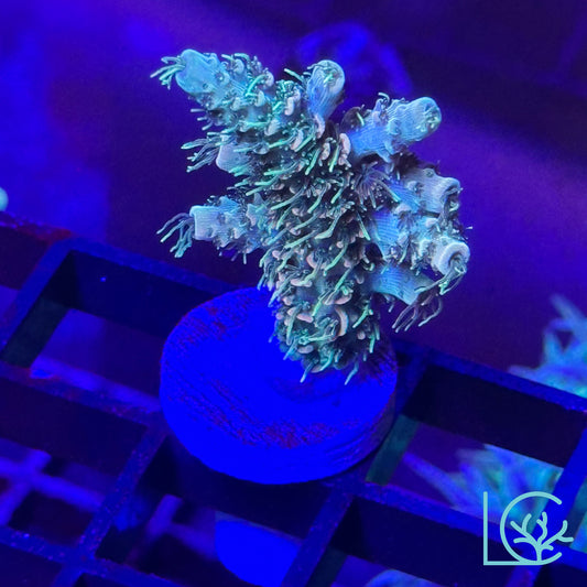 Cornbred's Creamsicle Millepora