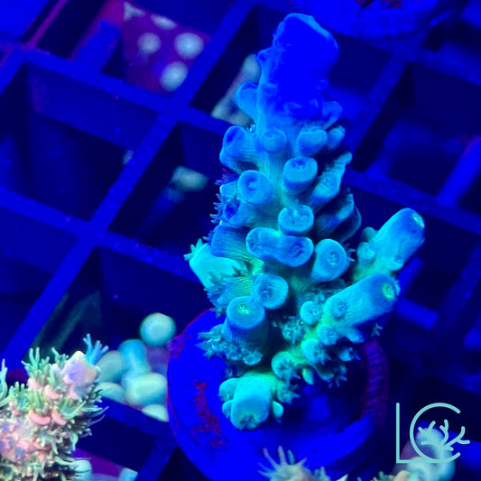 Cali Tort Acropora (Super Chunky)