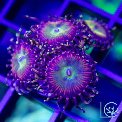 GB Rainbow Troll Zoa