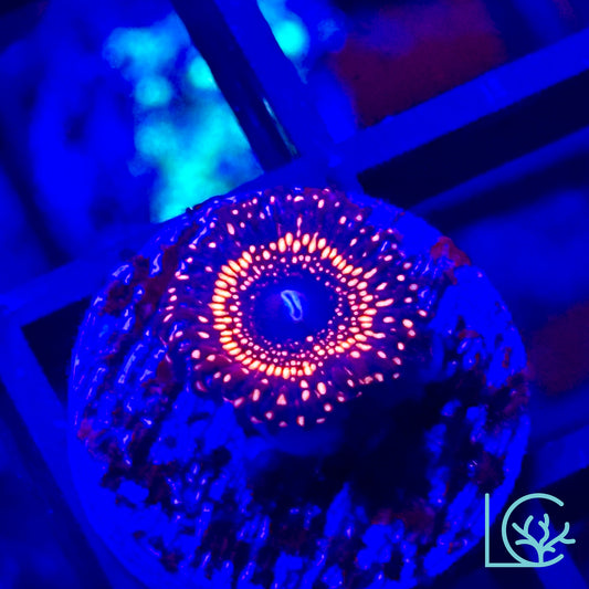 Illuminati Zoa