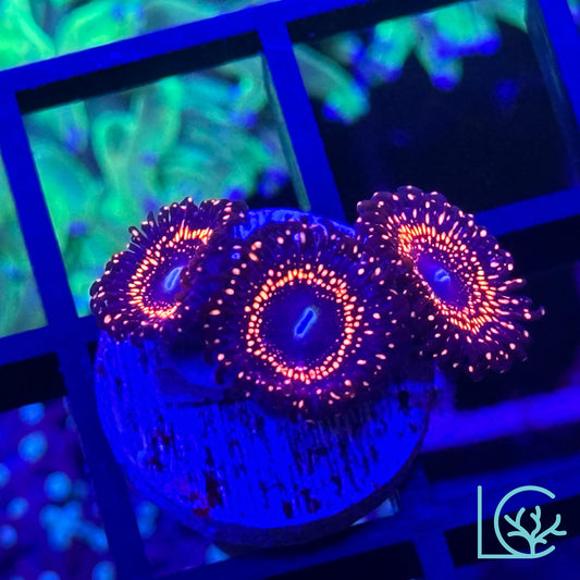 Illuminati Zoa