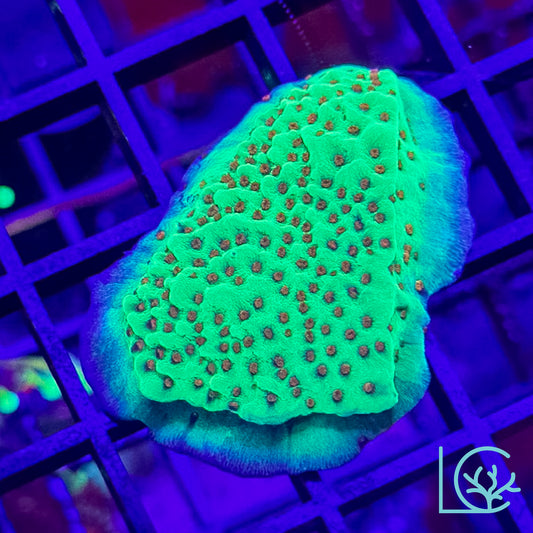 Jedi Mindtrick Montipora