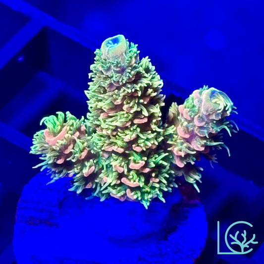 Cornbred's Lemon Sour Millepora