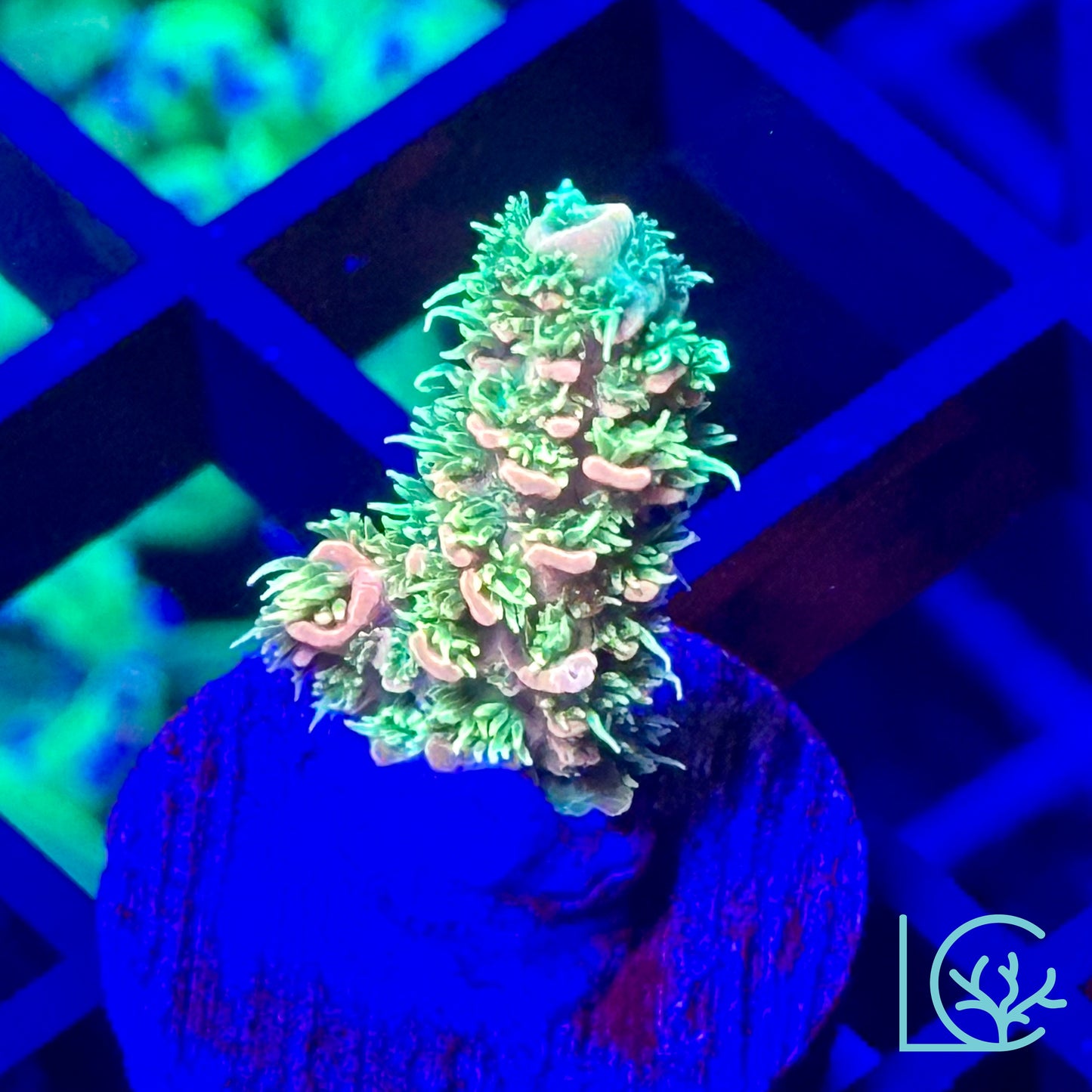 Cornbred's Lemon Sour Millepora