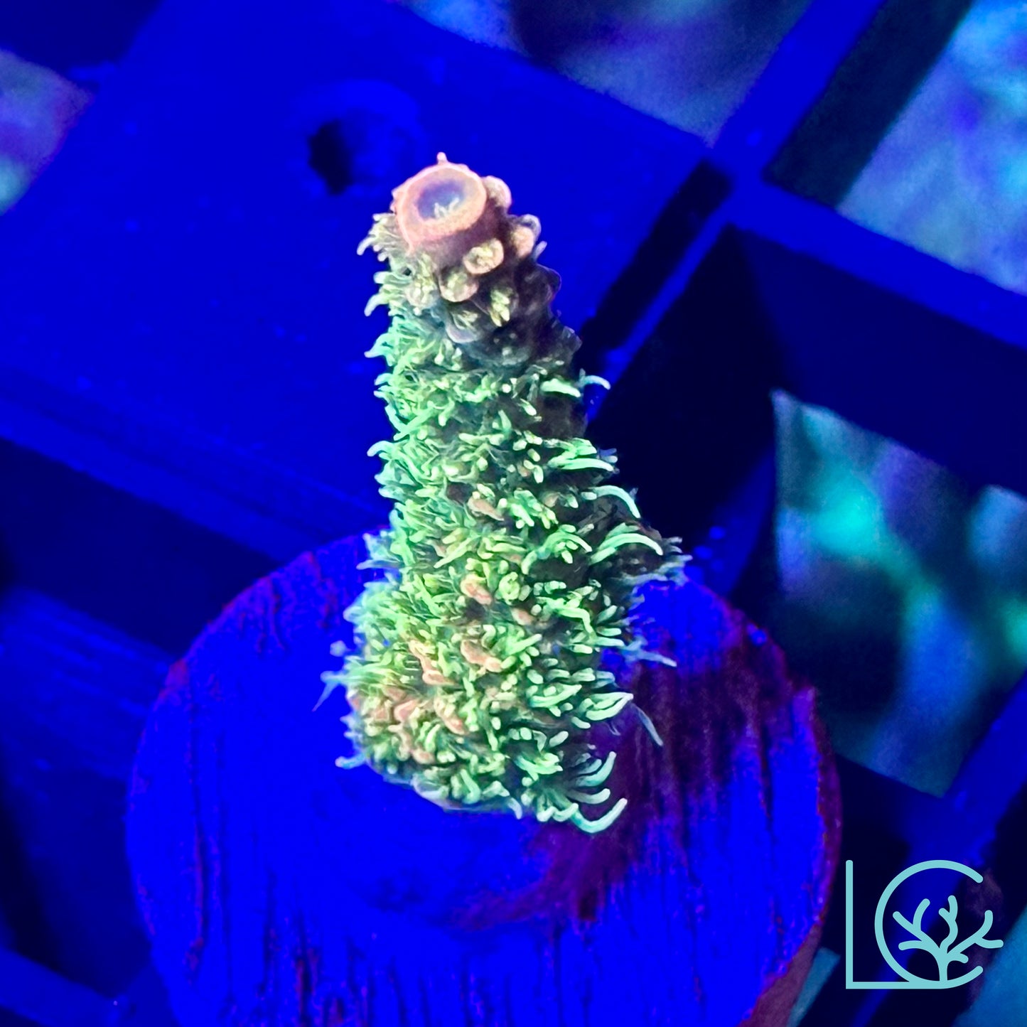 Cornbred's Lemon Sour Millepora