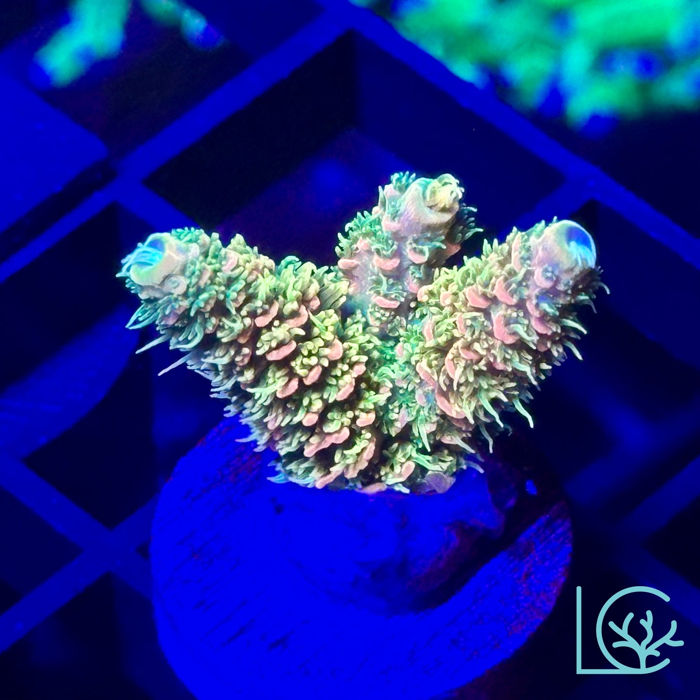 Cornbred's Lemon Sour Millepora