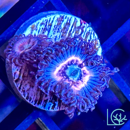 Pink Constellation Zoa