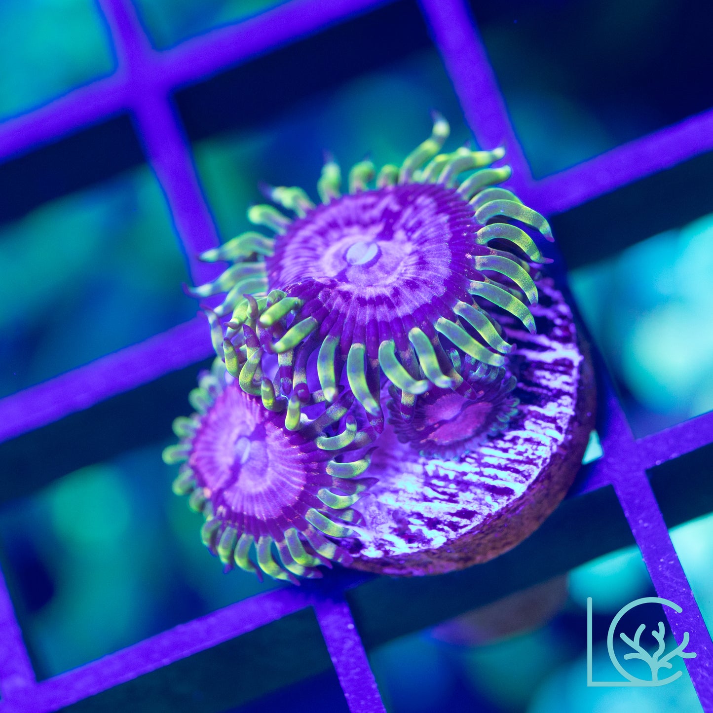 Purple Monster Zoa