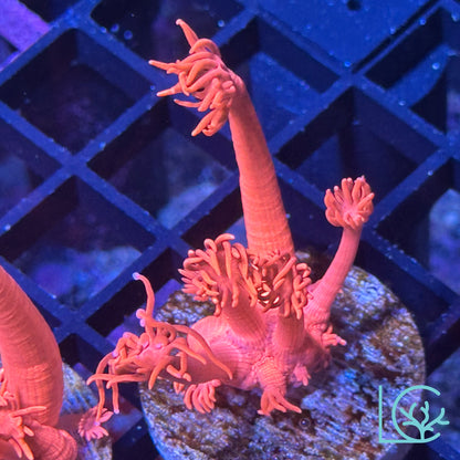 Lush's Pink Panther Gonipora