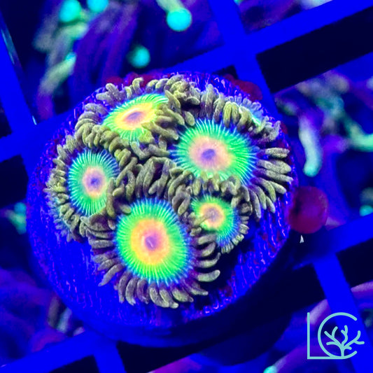 Rasta Zoa