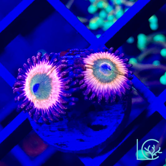 Rainbow Infusion Zoa