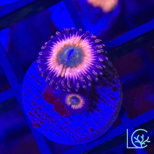 Rainbow Infusion Zoa