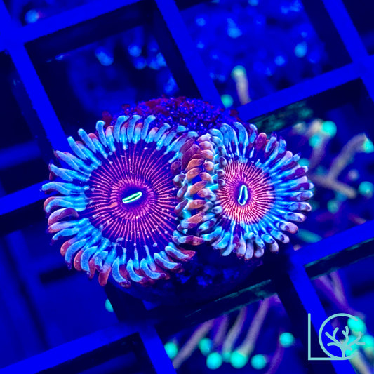 White Zombie Zoa