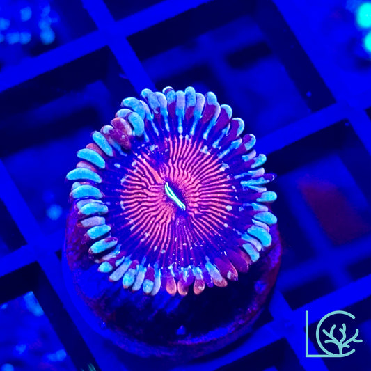 White Zombie Zoa