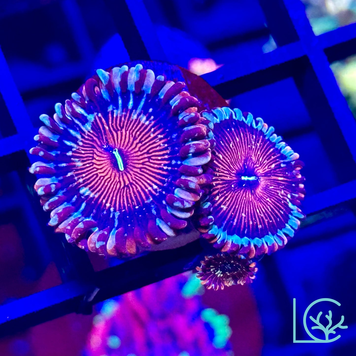 White Zombie Zoa